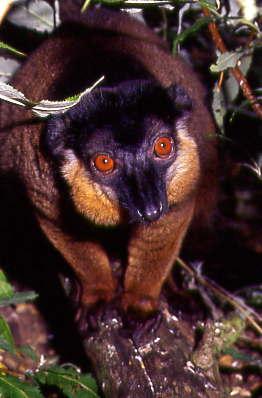 Lemur