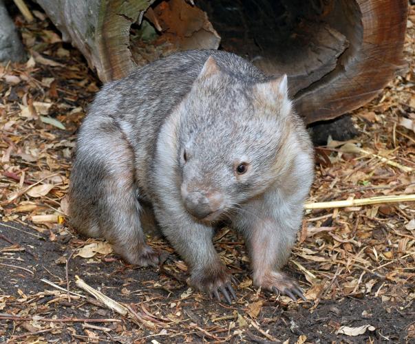 Wombat