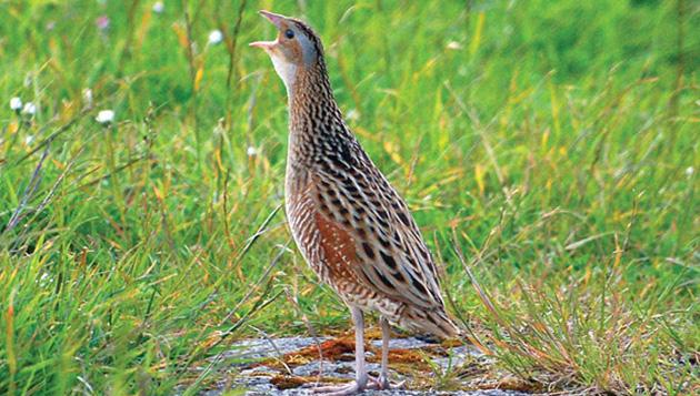 Corncrake re-introduction