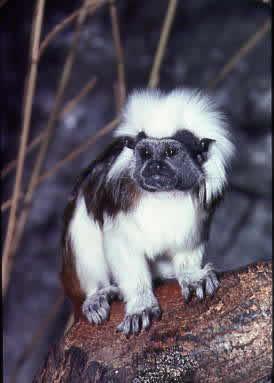 Tamarin