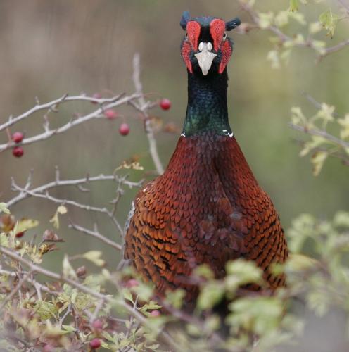 Pheasant