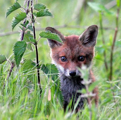 Fox cub