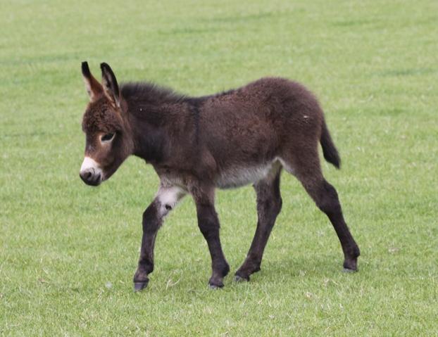 Donkey