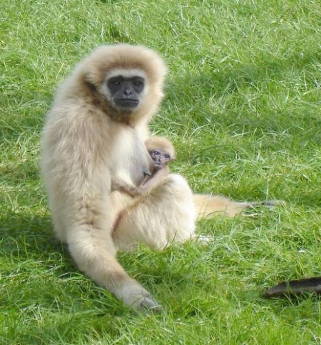 Gibbon