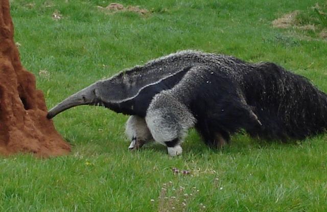 Anteater