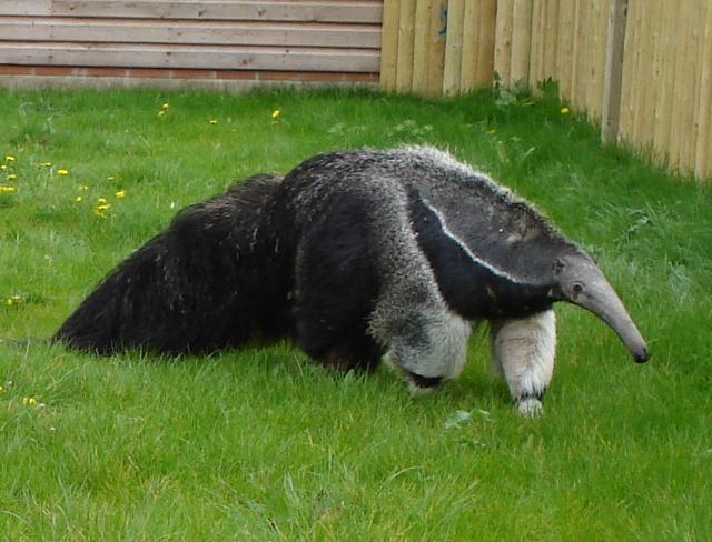 Anteater