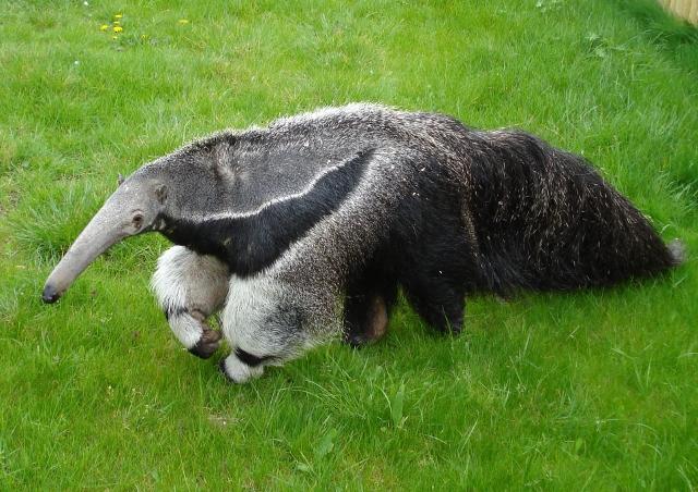 Anteater