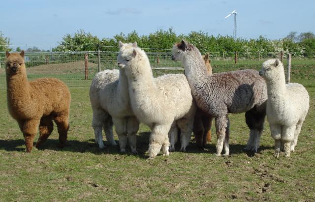 Alpacas