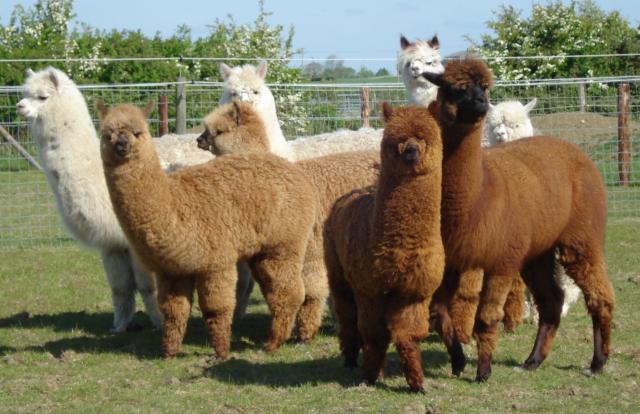 Alpacas