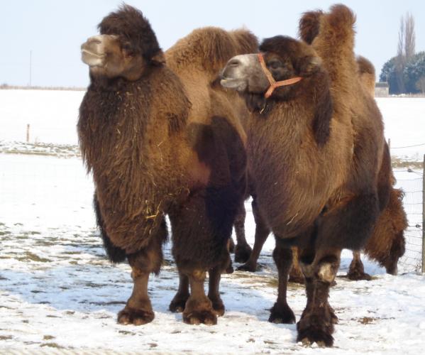 Camels