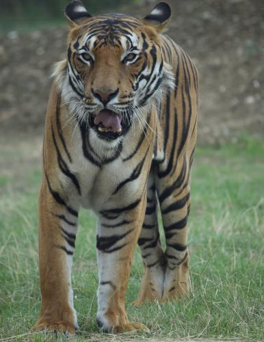 Malay Tiger