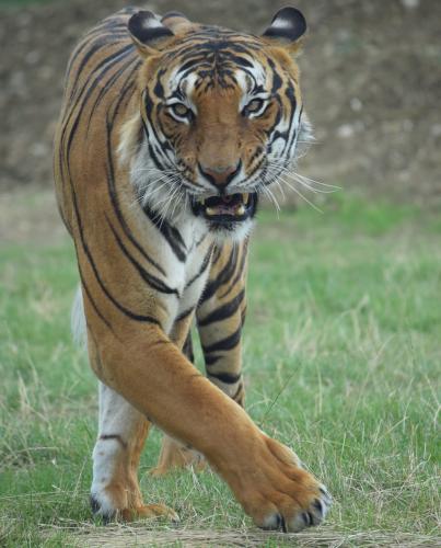 Malay Tiger