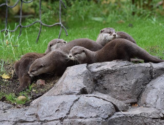 Otters