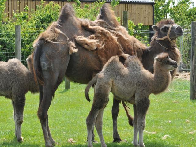 Camels