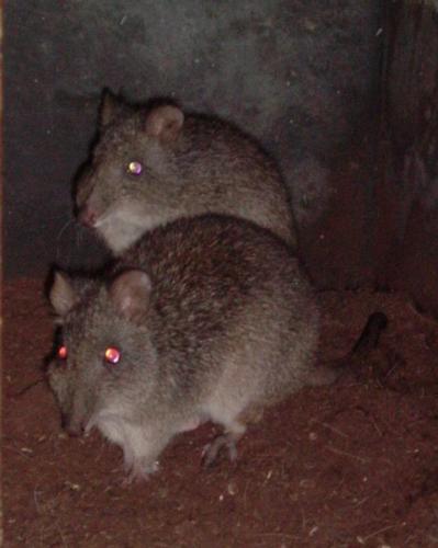 Potoroo