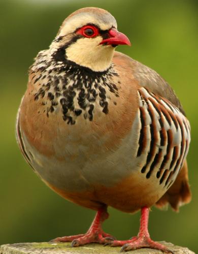 Partridge