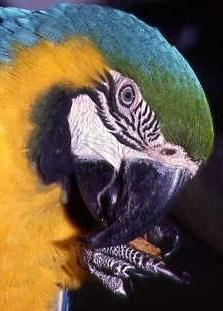 Blue and Gold Macaw