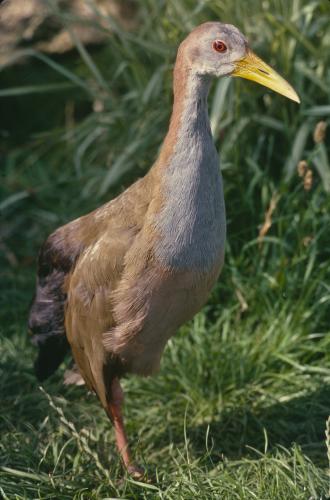 Giant Wood Rail