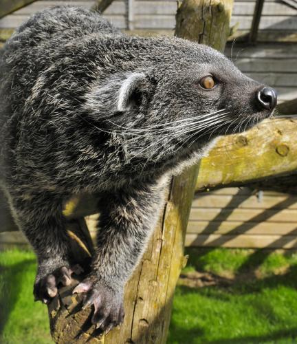 Binturong