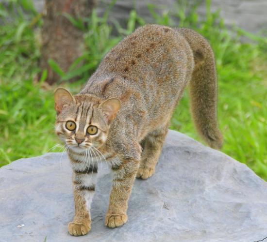 Rusty-spotted Cat