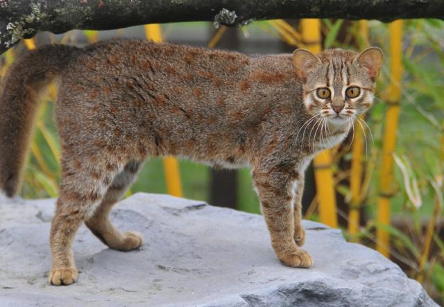 Rusty-spotted Cat