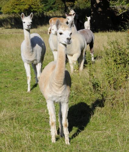 Alpacas