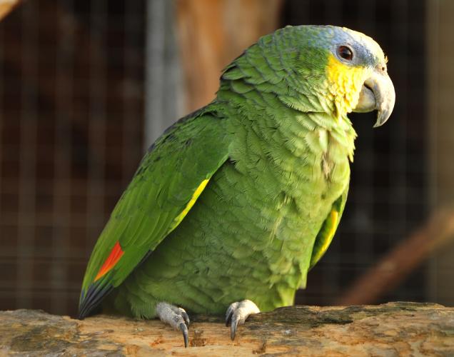 Parrot