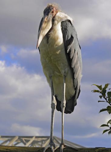 Marabou Stork