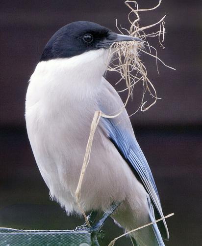 Magpie