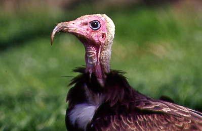 Vulture