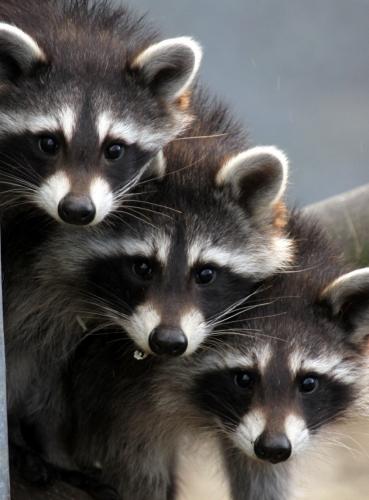 Raccoons