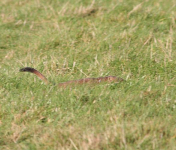 Stoat