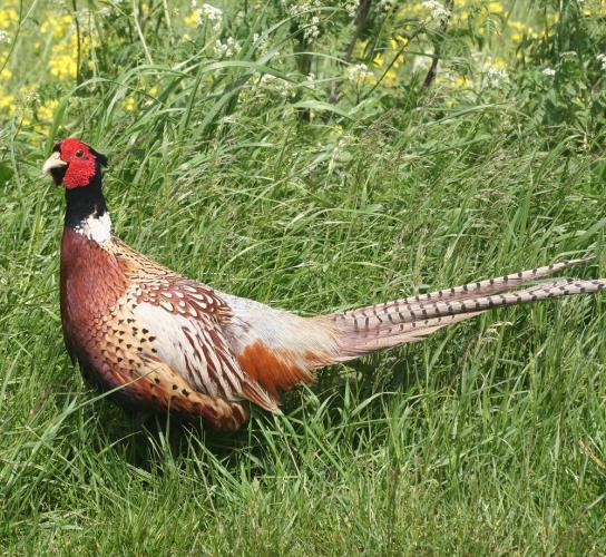 Pheasant