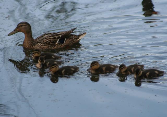 Duck with ducklings