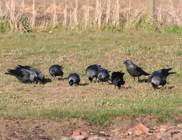 Jackdaws