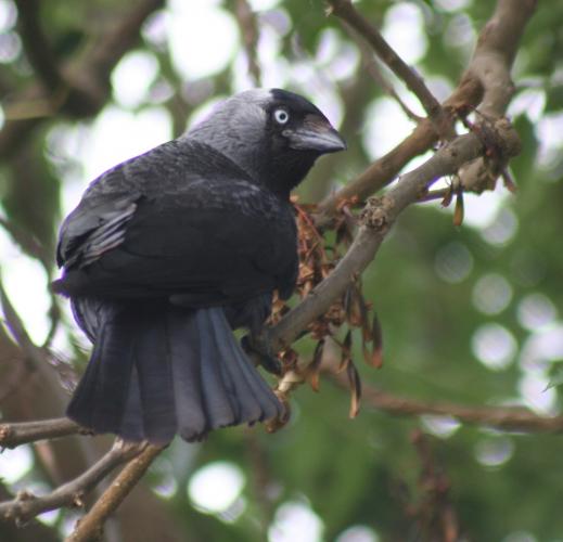 Jackdaw