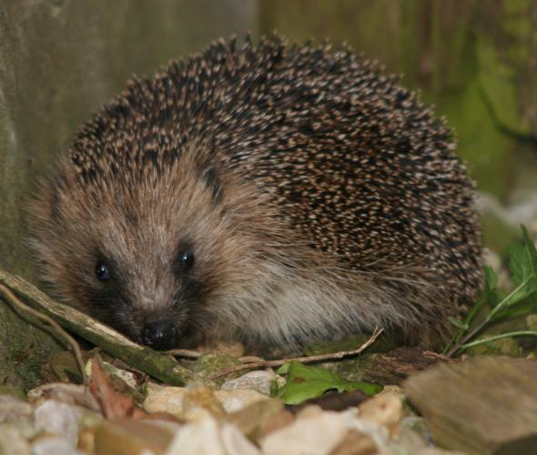 Hedgehog