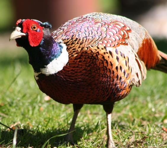 Pheasant