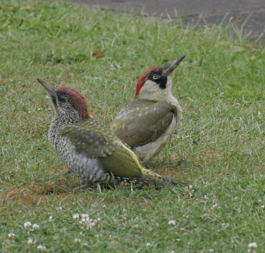 Woodpeckers