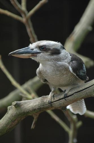 Kookaburra