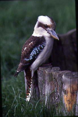 Kookaburra