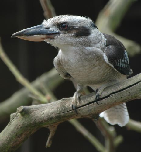 Kookaburra