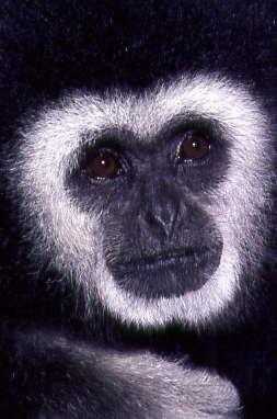 Gibbon