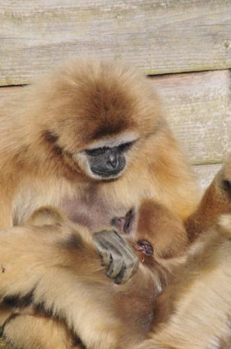 Gibbon