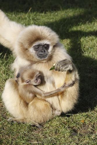 Gibbon