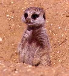 Meerkat