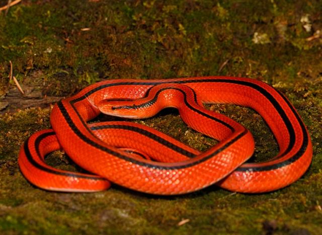 Ratsnake