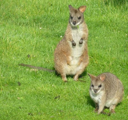 Parma Wallaby