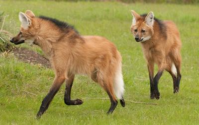 wolf maned wolves hyena fox animals pair chrysocyon park animal hamerton zoo unusual wild