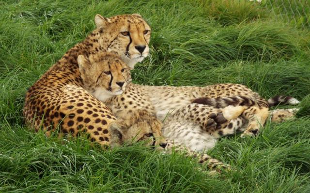 Cheetahs